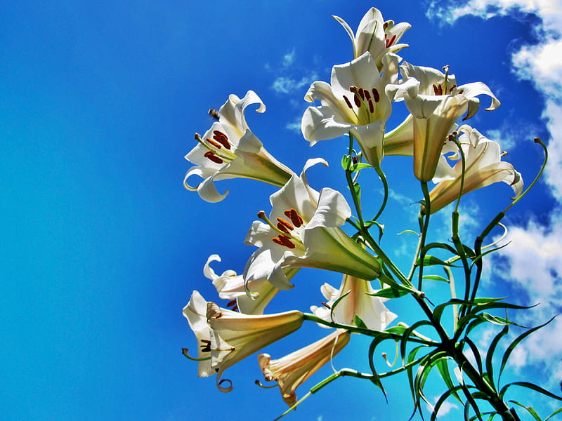 Brooklyn Blooms, new york, brooklyn, lilies, bonito, sky, clouds, calm, flower, lily, peaceful, nature, graceful, blue, HD wallpaper