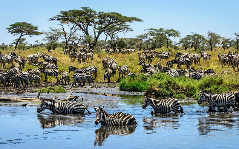 Zebras, Africa, Lake, herd, savannah, wildlife, Zebra, HD wallpaper
