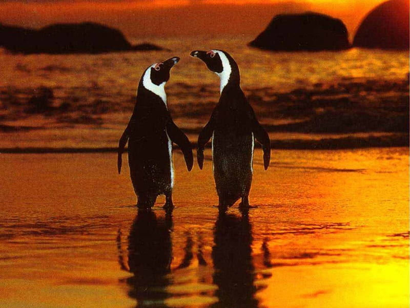 Penguin Couple, beach, penguin, birds, Animal, waves, HD wallpaper