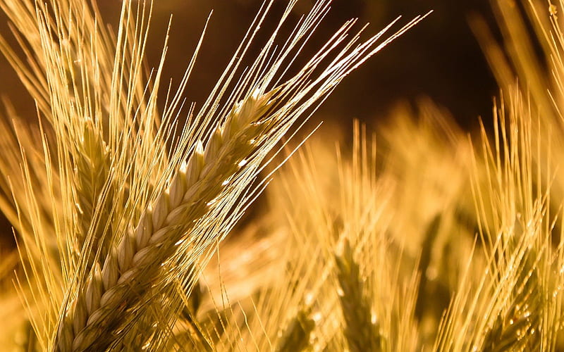 Wheat, nature, grain, field, HD wallpaper