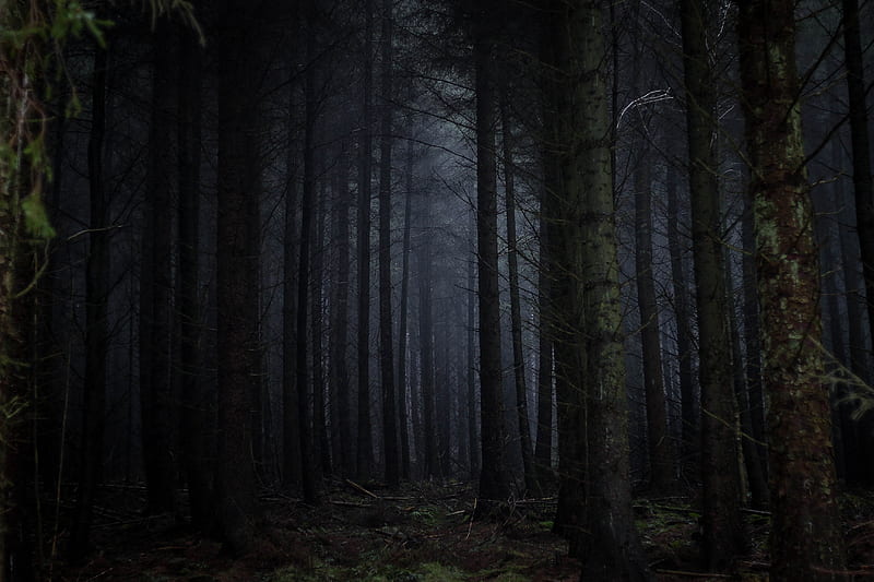 dark forest, fog, scary, trees, Nature, HD wallpaper