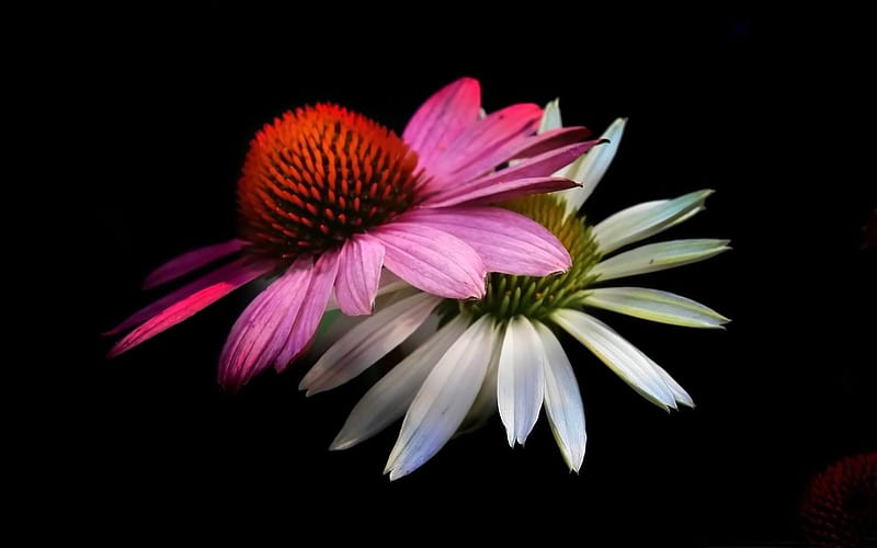 cone flowers-Flowers graphy, HD wallpaper