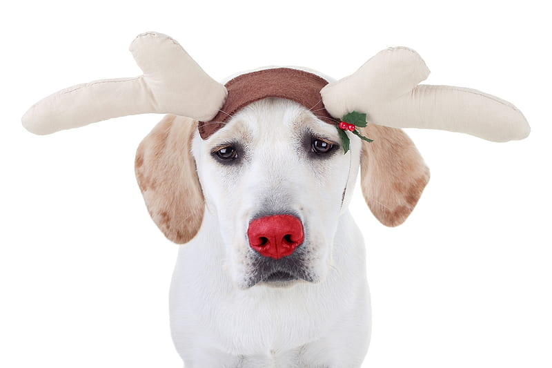 Rudolf, red, craciun, christmas, caine, animal, horns, cute, funny, reindeer, white, dog, HD wallpaper