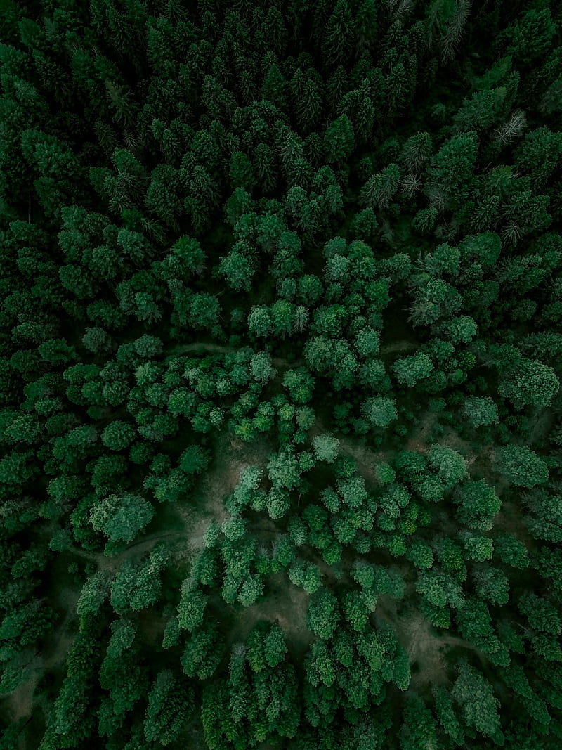forest, aerial view, spruce, trees, HD phone wallpaper