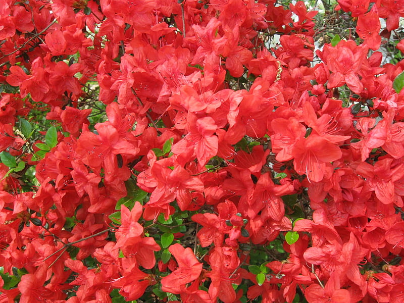 Red Azalea, forest, garden, flowers, HD wallpaper