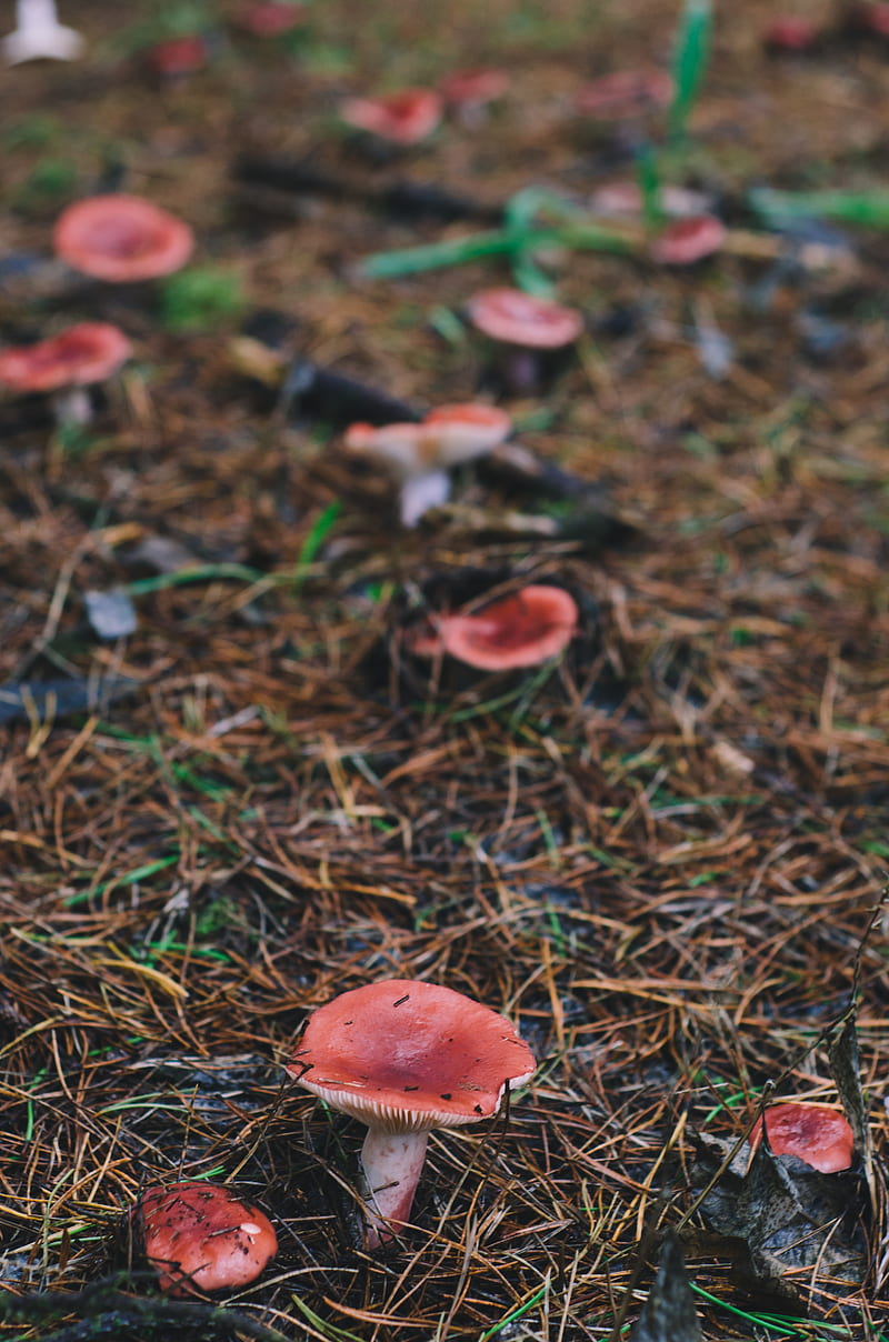 Fungi, Milli, Pnw, Samsung, Sony, love, art, bonito, black, canon, flower, fog, forest, forrest, fortnite, funny, green, hiking, iOS, iPhone, landscape, love, magic, minions, moody, mushroom, nature, graphy, pink, queen, red, sad, still, wanderlust, waterfall, weird, woods, wow, HD phone wallpaper