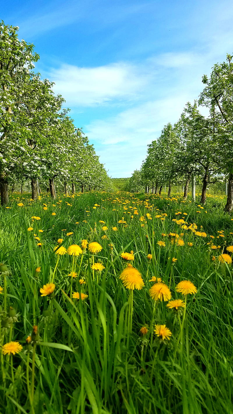 Orchard flowers , dandelion, morning, spring, summer, nature, green, HD phone wallpaper