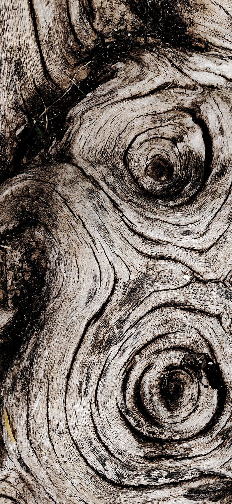 Wood loops, gris, madera, mature, texturas, trunk, woody, HD phone wallpaper
