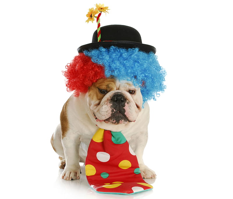 veinte sin embargo coro Clown, red, costume, caine, tie, animal, bulldog, dot, funny, dog, blue, HD  wallpaper | Peakpx