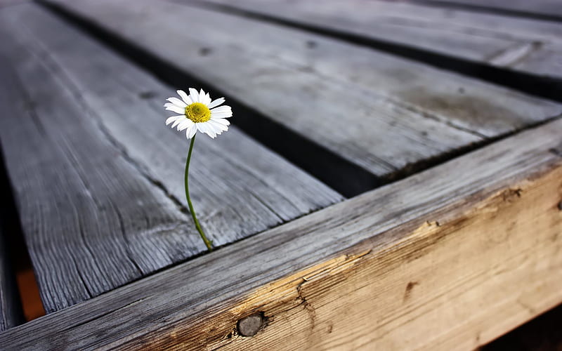 Daisy, grass, gray, yellow, bonito, grasslands, graphy, nice, flowers, fields, forests, shingles, deck, wood, amazing, floors, cool, awesome, nature, simplicity, white, HD wallpaper