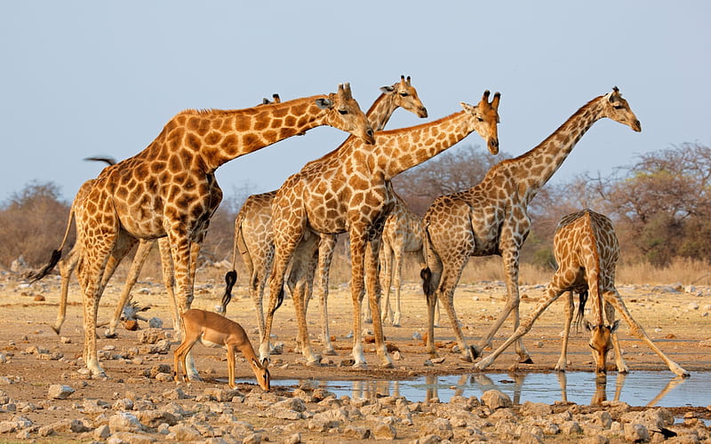 Giraffes, Africa, giraffe herd, lake, HD wallpaper