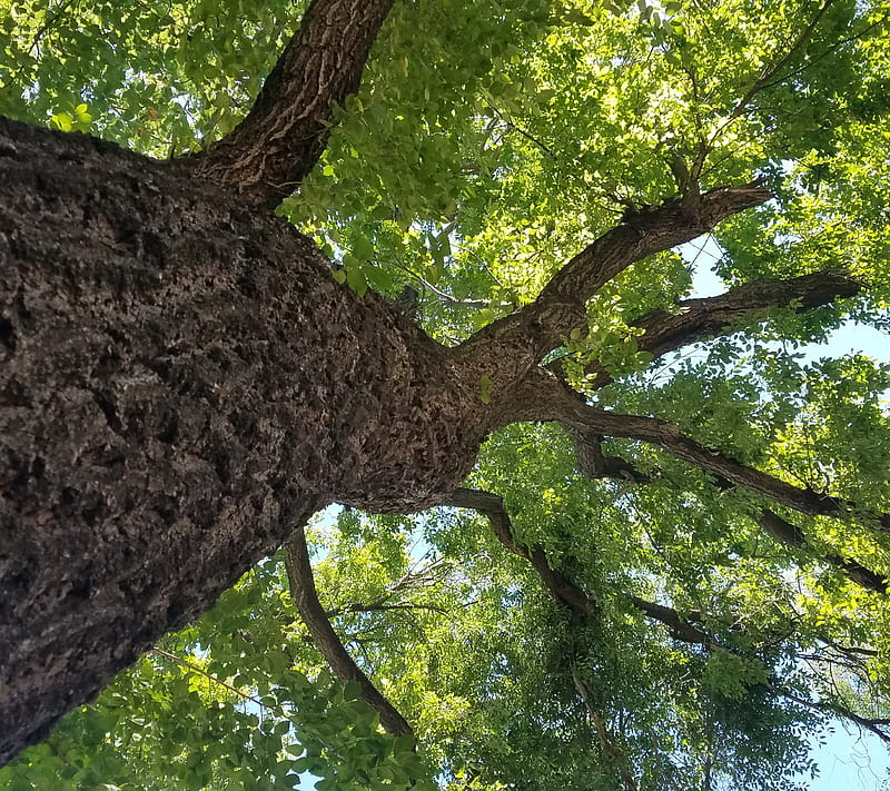 Naturaleza, vivo, crecer, vida, árbol, árboles, Fondo de pantalla HD