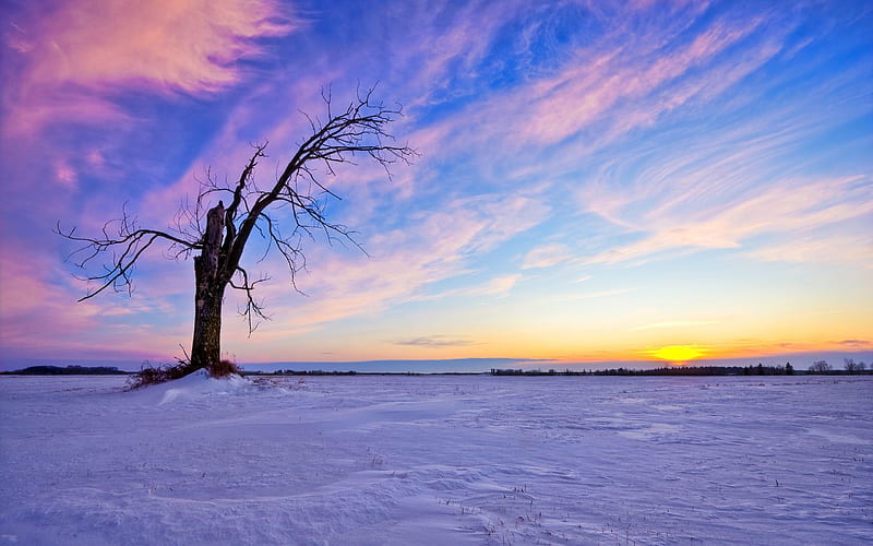 Old Tree in the Snow, aged, orange, yellow, bonito, sunset, sky, snow, pink, field, tree trunk, blue, HD wallpaper