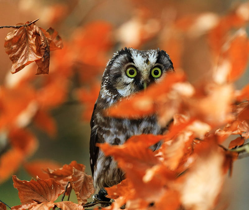 owl, bird, glance, branch, leaves, HD wallpaper
