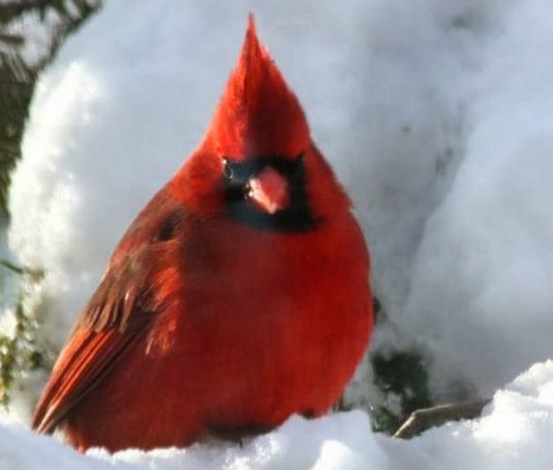 Male Cardinal, red, snow, bi rd, branch, animal, cardinal, HD wallpaper