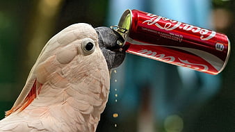 parrot, thirst, coca-cola, HD wallpaper