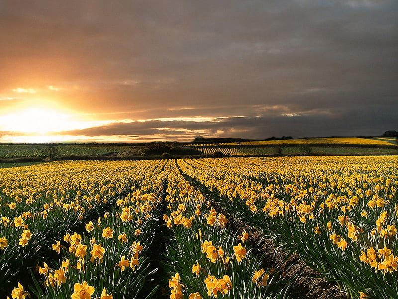 Field of Daffodils, yellow, sunny, daffodils, field, HD wallpaper