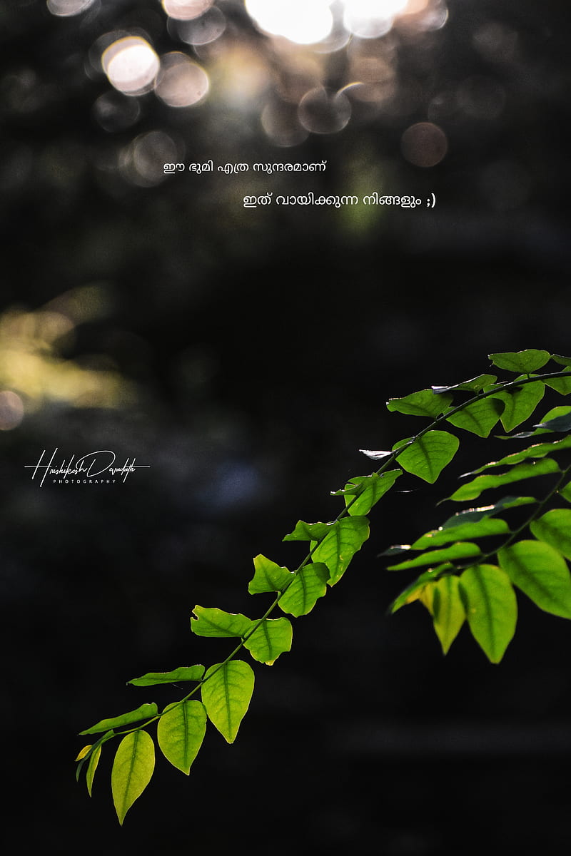 Nature, bokeh, evening, good morning, green, leaves, malayalam, quotes, sunlight, HD phone wallpaper
