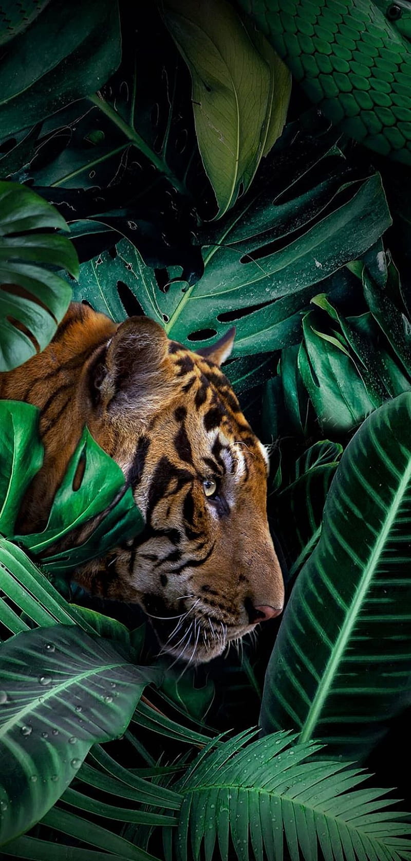 Tiger, bonito, black, , iphone, iphone , nature, tigers, HD phone wallpaper