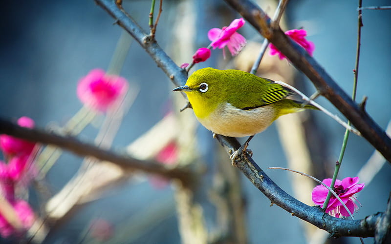 Japanese white-eye, small subtropical bird, sakura, beautiful green bird, HD wallpaper