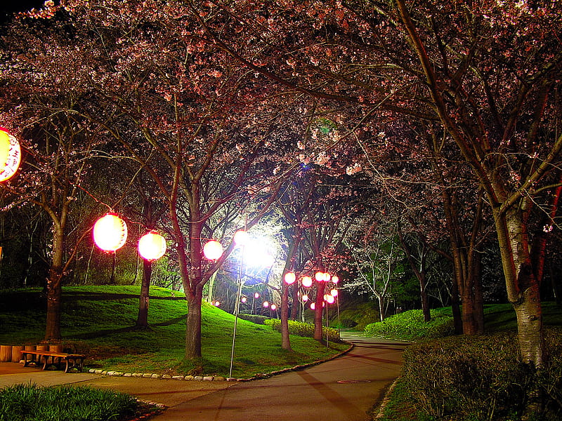 Hyogo, japan, lantern, road, cherry blossom, night, HD wallpaper