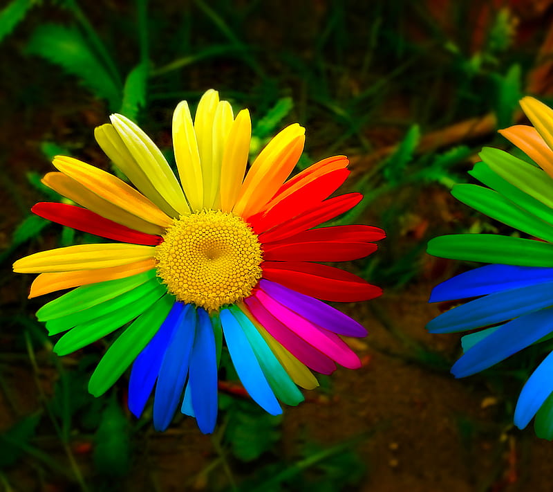 rainbow flower, discover, htc, huawei, lg, oppo, samsung, zte, HD wallpaper
