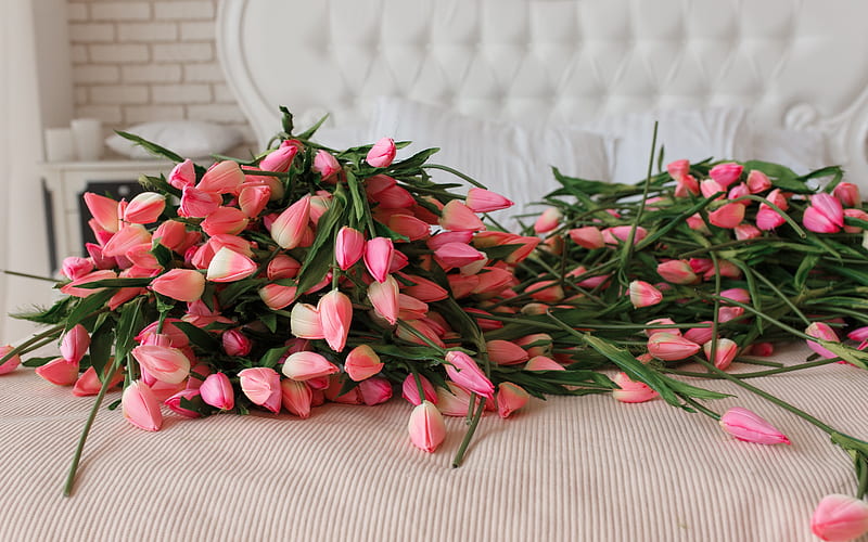 pink tulips, beautiful gift, pink flowers, many flowers, tulips, HD wallpaper