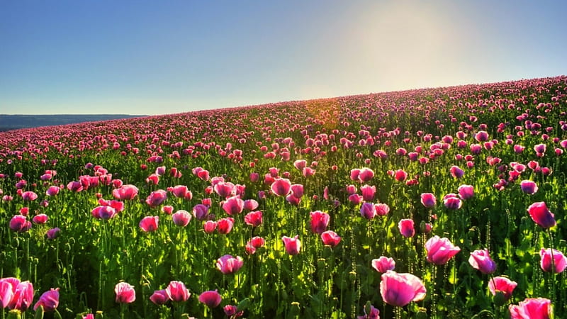 pink poppies field, poppies, flowers, nature, pink, field, HD wallpaper