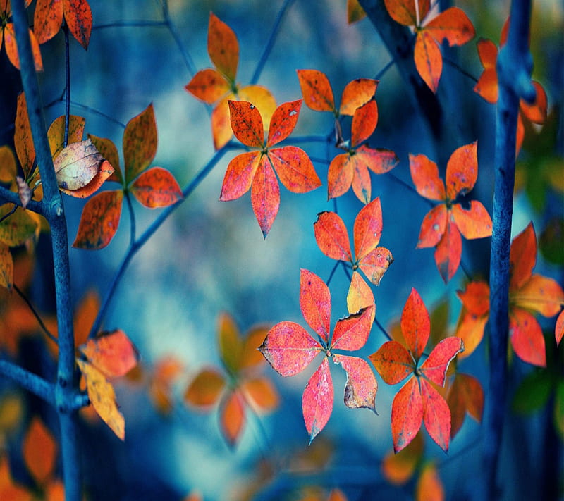 Autumn Leaves, HD wallpaper | Peakpx