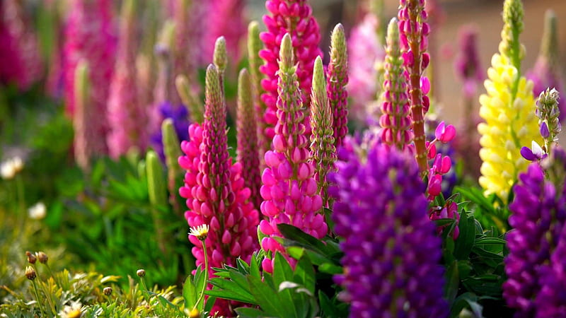 Colorful Lupine Flowers Flowers, HD wallpaper