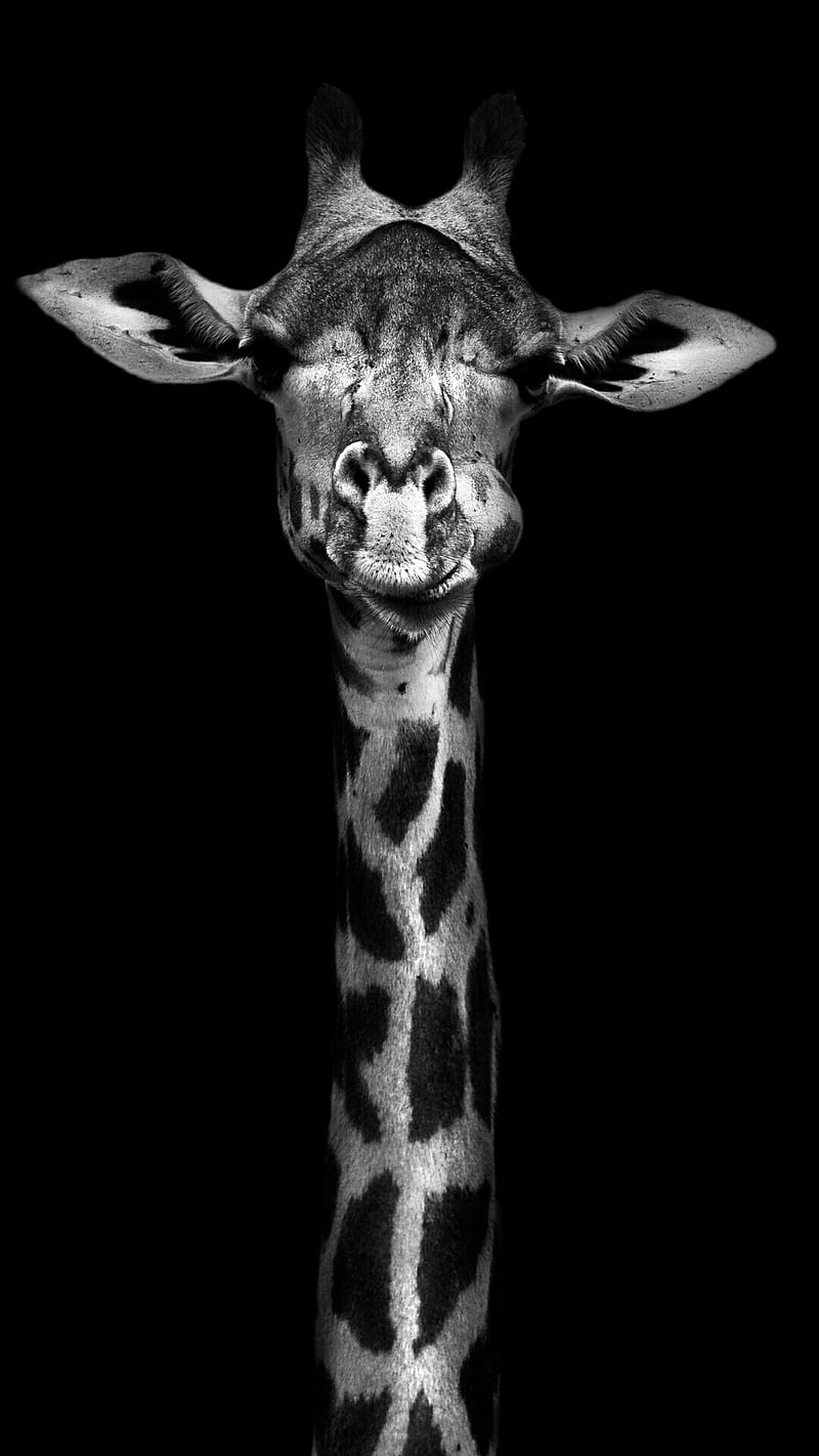 Giraffa, giraffe, icio, HD phone wallpaper
