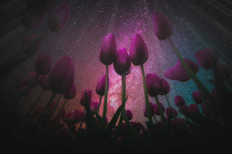 Tulips, stars, purple, flower, sky, pink, lalele, night, tulip, view from down, HD wallpaper