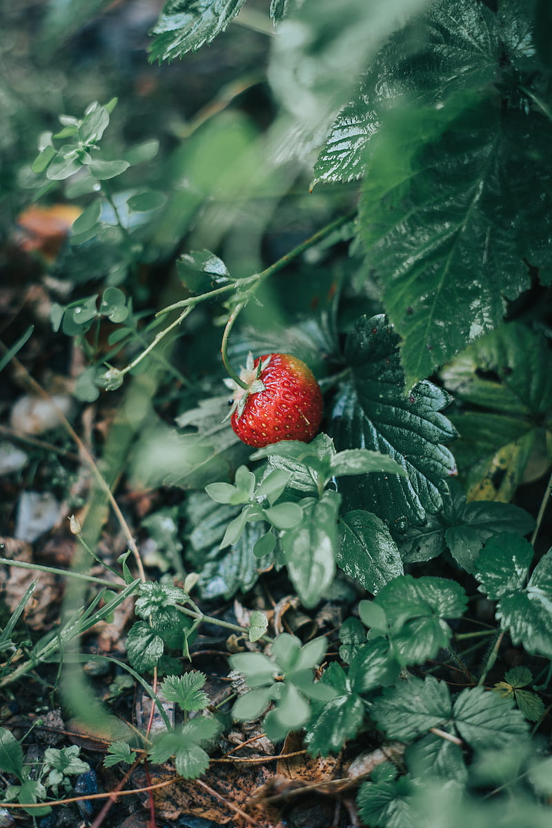 strawberries, berry, red, ripe, HD phone wallpaper