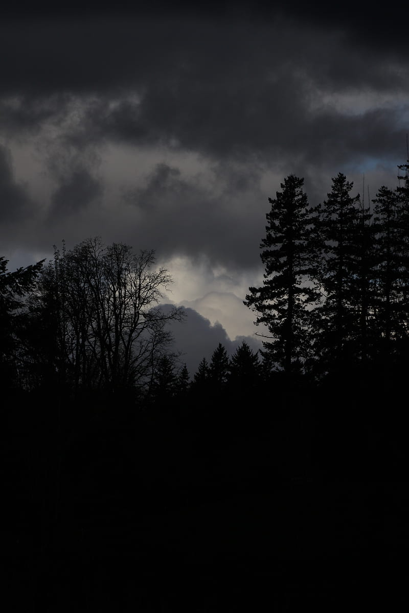 forest, dark, gloomy, HD phone wallpaper