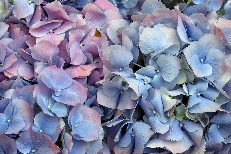 Hydrangea, texture, flower, skin, pink, blue, HD wallpaper