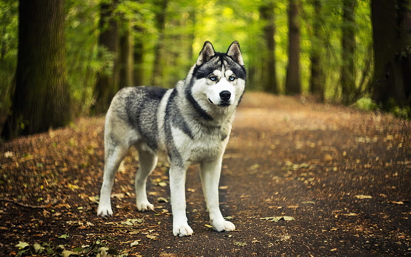Siberian Husky, forest, cute animals, bokeh, pets, Husky, R, cute dog, dogs, Siberian Husky Dog, HD wallpaper