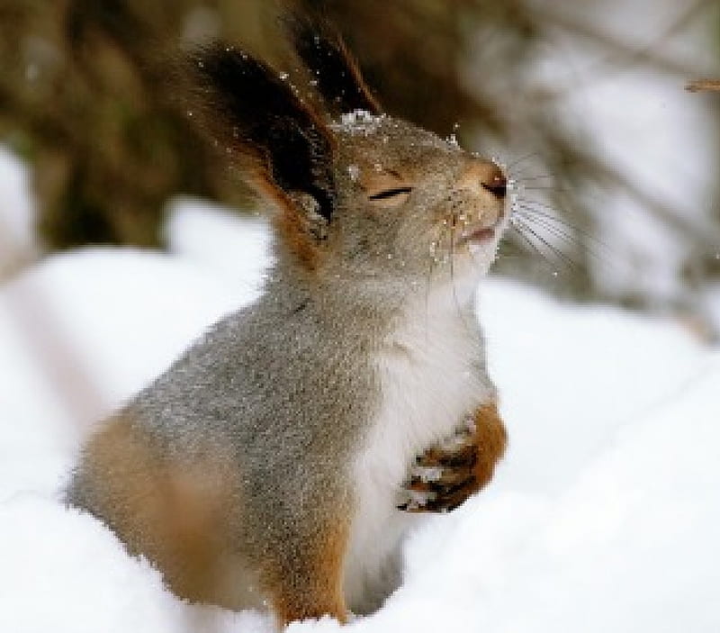 Dear God, please stop the snow !, squirell, funny, snow, prayer, HD wallpaper