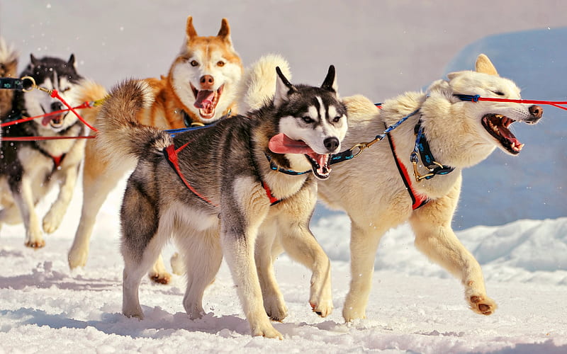 Dog sled team, dogsled, dogs, husky, HD wallpaper