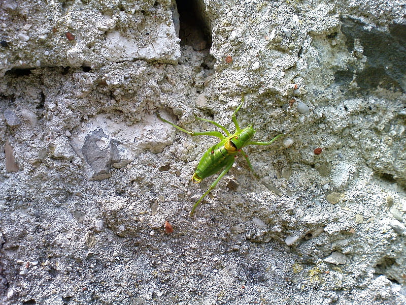 Orthoptera on wall, orthoptera, HD wallpaper