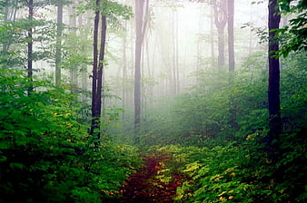 HD amazon forest wallpapers | Peakpx