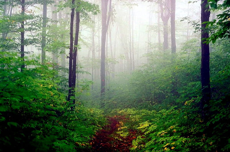 Brumoso, Amazonas, plantas, selva, selva tropical, árboles, niebla, niebla,  Fondo de pantalla HD | Peakpx