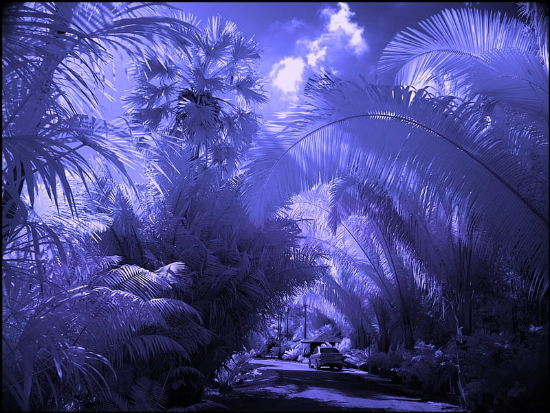 ✰Scenic of Tropical Garden✰, pretty, wonderful, clouds, sweet, palm trees, splendor, love, infrared, lovely, sky, trees, cool, paradise, splendidly, landscape, scenic, bonito, smooth, graphy, leaves, car, country road, streets, scenery, magnificent, miracle, light, animals, amazing, Thailand, view, colors, roads, plants, gardens, nature, tropical, HD wallpaper