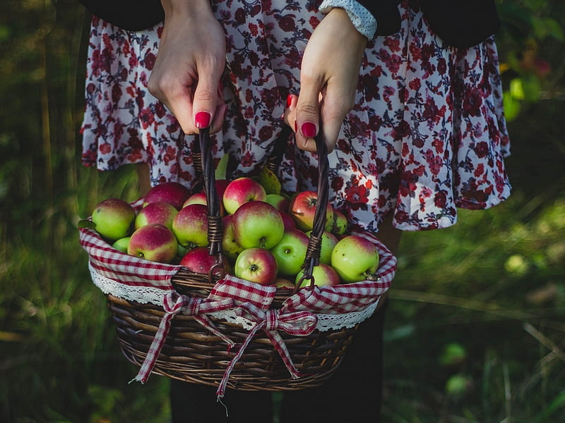 Harvest, fruit, apple, basket, hand, valeria boltneva, HD wallpaper
