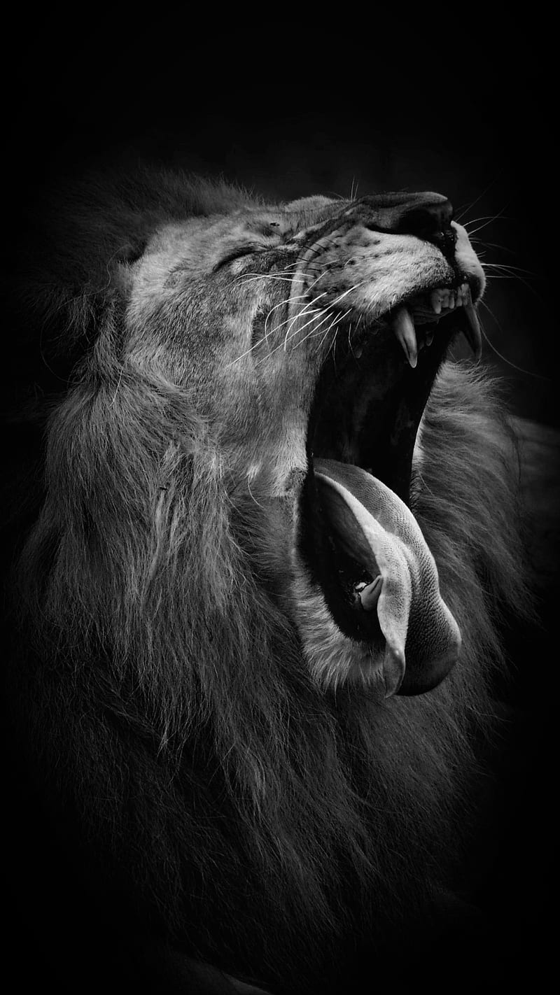 Lion cry, black, lion, white, HD phone wallpaper