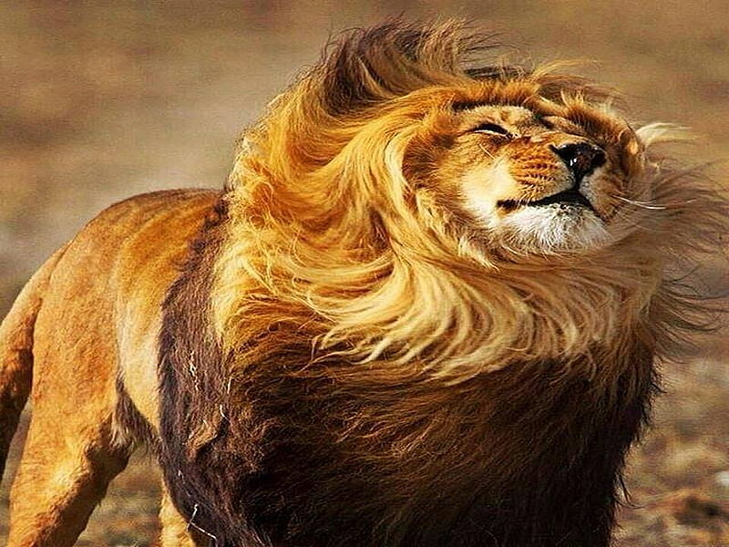 wind lion