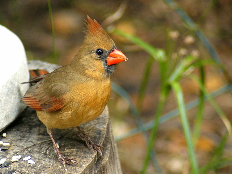 Cardinal, nature, female, spring, bird, HD wallpaper