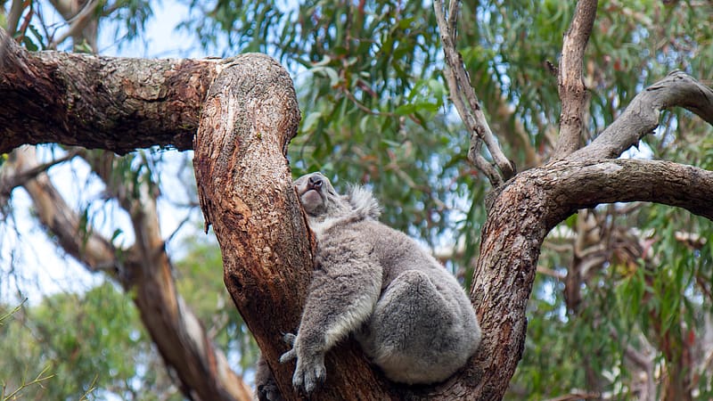 Koala Sleeping Eucalyptus tree Australia Bing, HD wallpaper