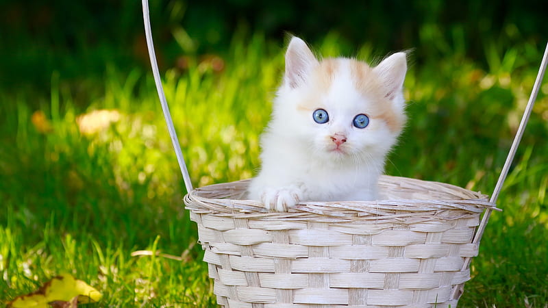 Cats, Cat, Baby Animal, Basket, Blue Eyes, Kitten, Pet, HD wallpaper ...