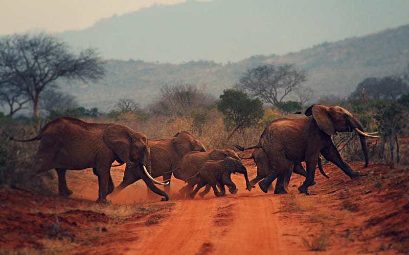 herd of elephants, Africa, wildlife, wild animals, elephants, African elephants, baby elephant, HD wallpaper