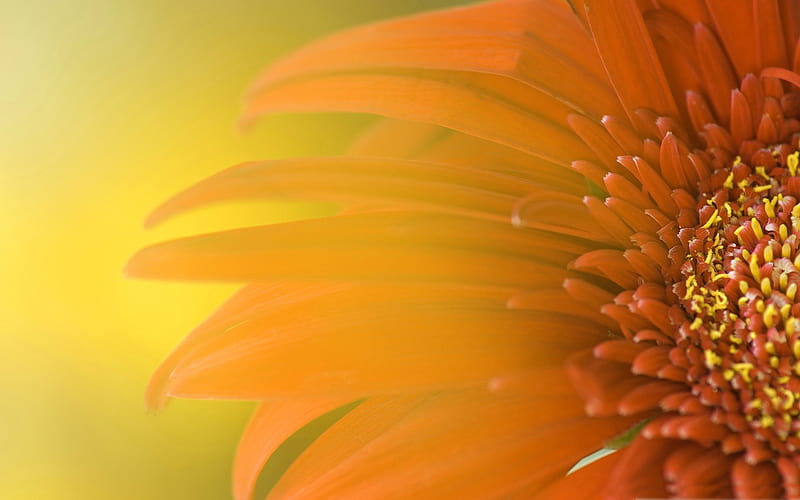 orange flower-flowers graphy, HD wallpaper
